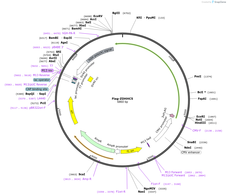 231654-plasmid-map-sequence-id-465261