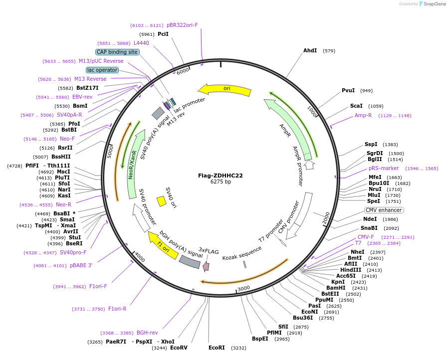 231670-plasmid-map-sequence-id-465264