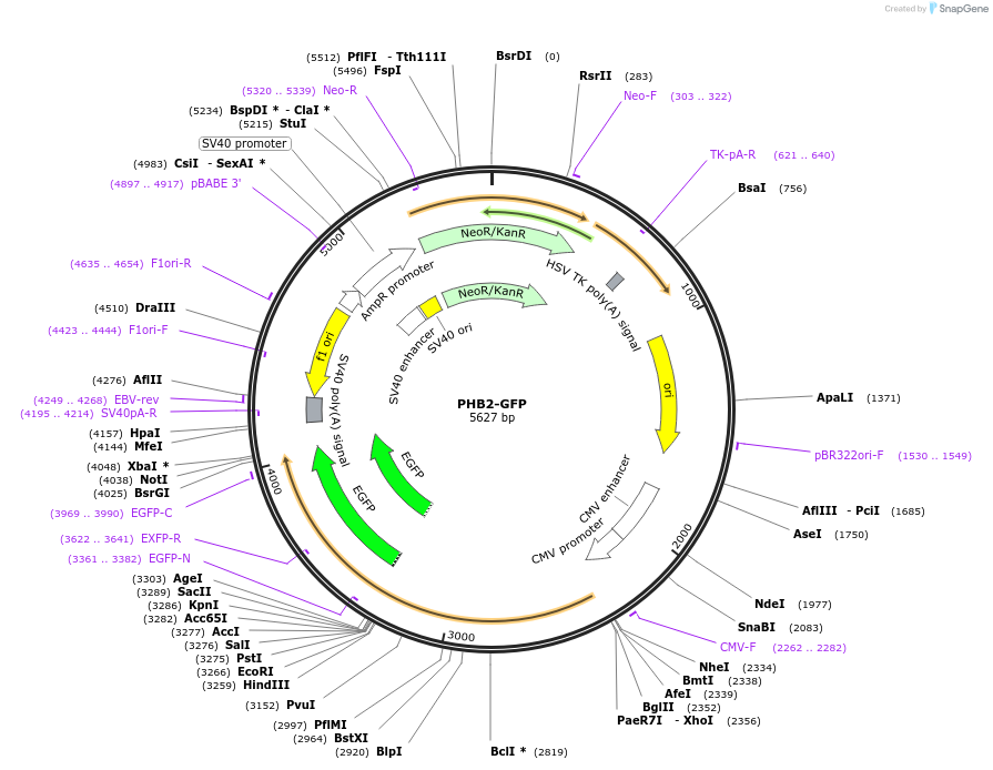 232788-plasmid-map-sequence-id-465303