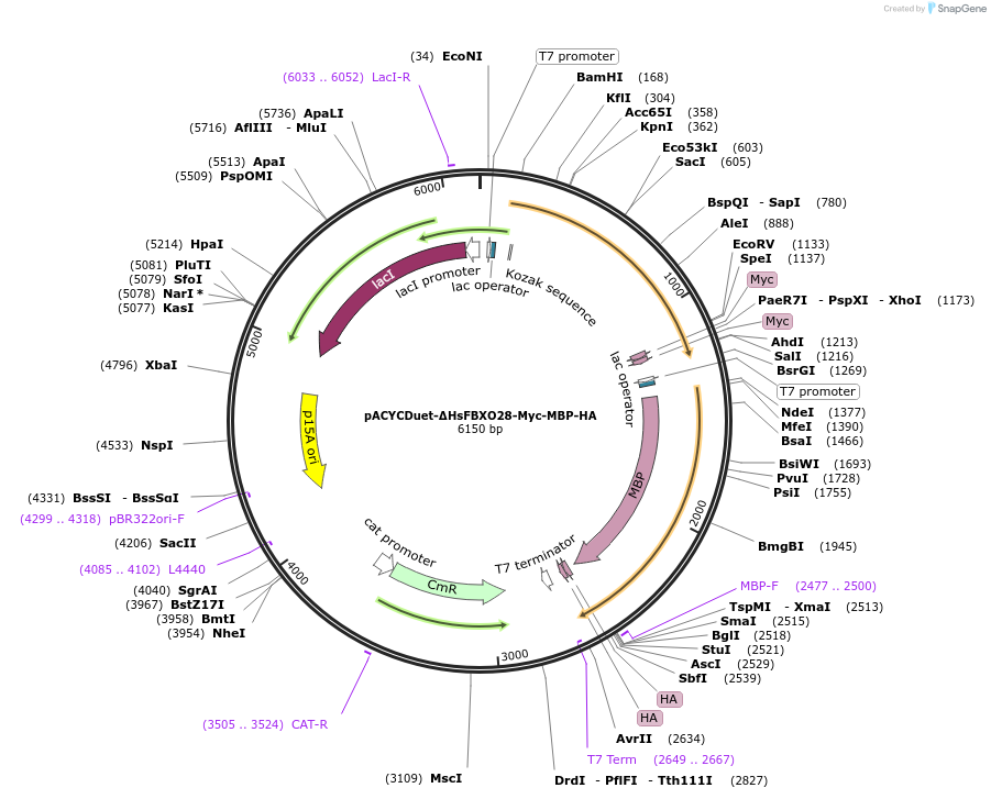 228946-plasmid-map-sequence-id-465337