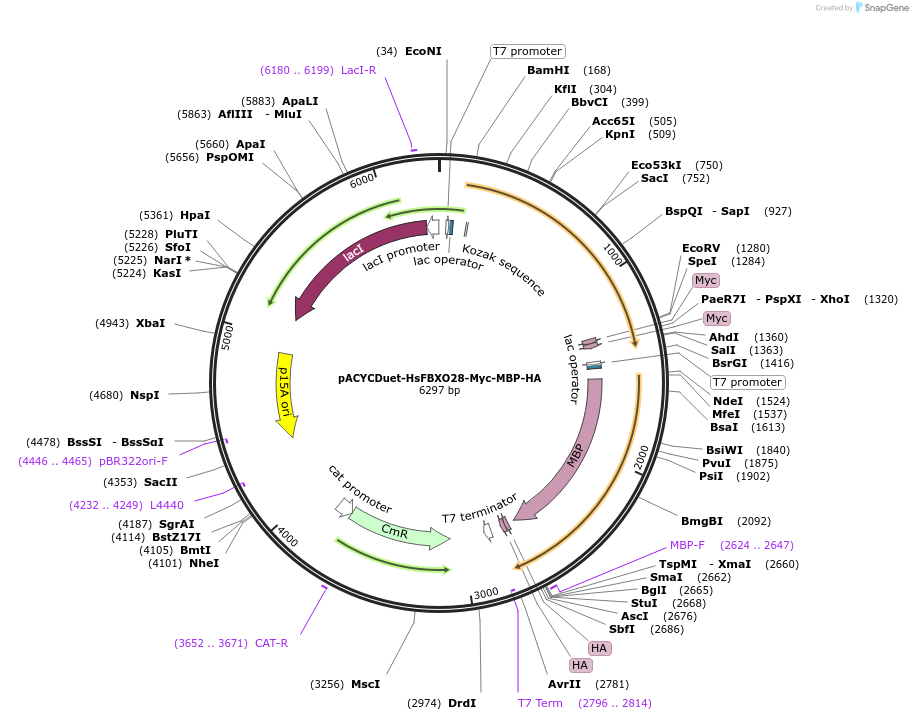 228945-plasmid-map-sequence-id-465378