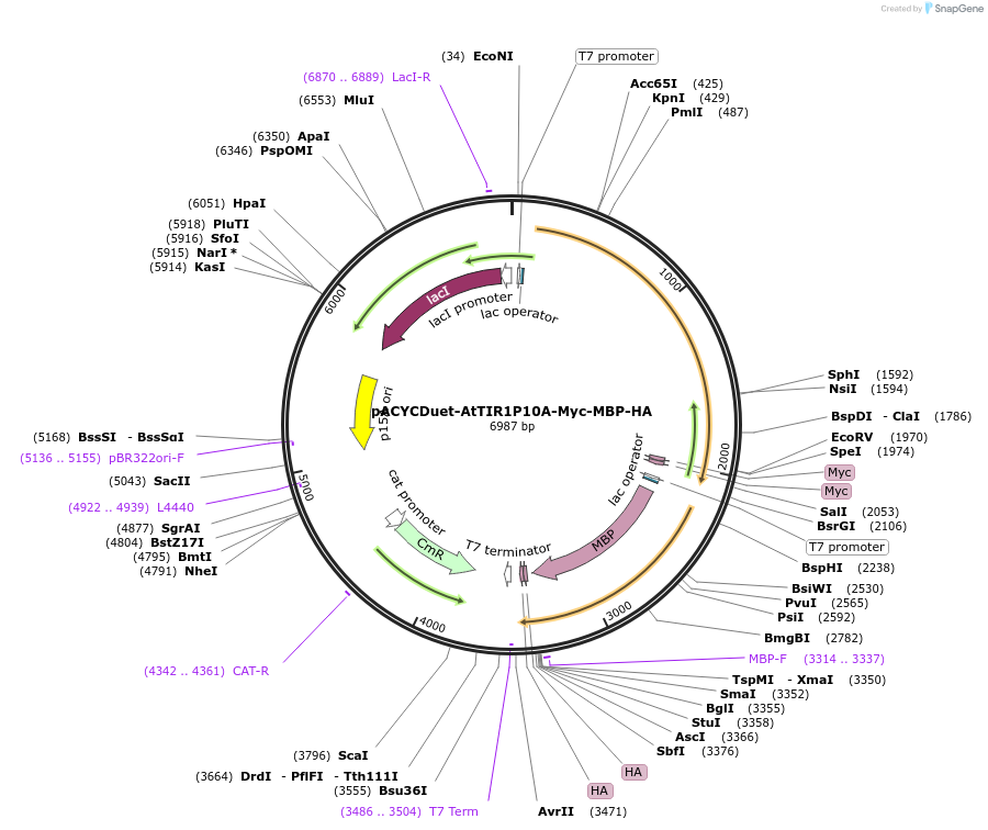 228943-plasmid-map-sequence-id-465379