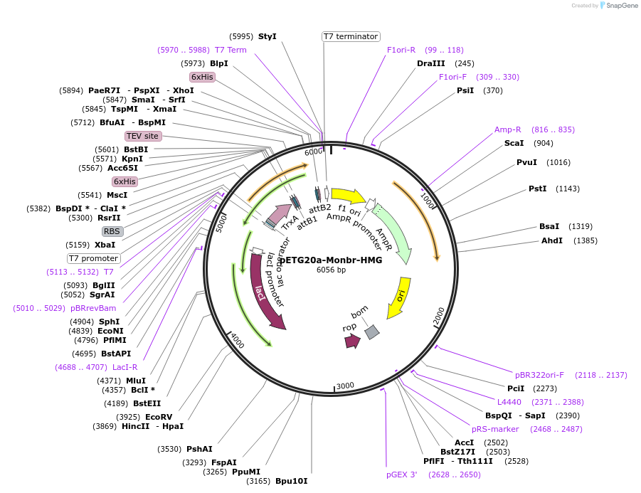 231544-plasmid-map-sequence-id-465427