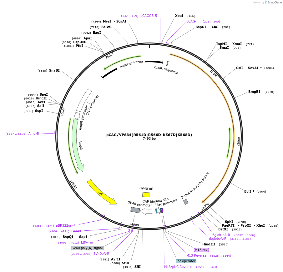 232917-plasmid-map-sequence-id-465437