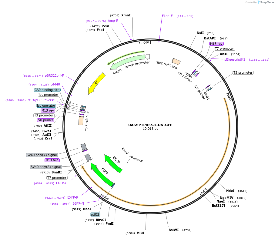 37110-plasmid-map-sequence-id-46547