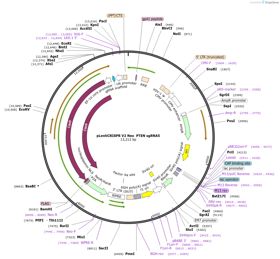 233246-plasmid-map-sequence-id-465494
