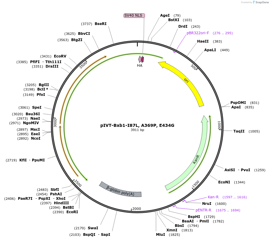 232750-plasmid-map-sequence-id-465497