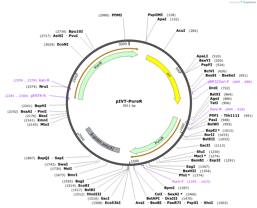 232753-plasmid-map-sequence-id-465502