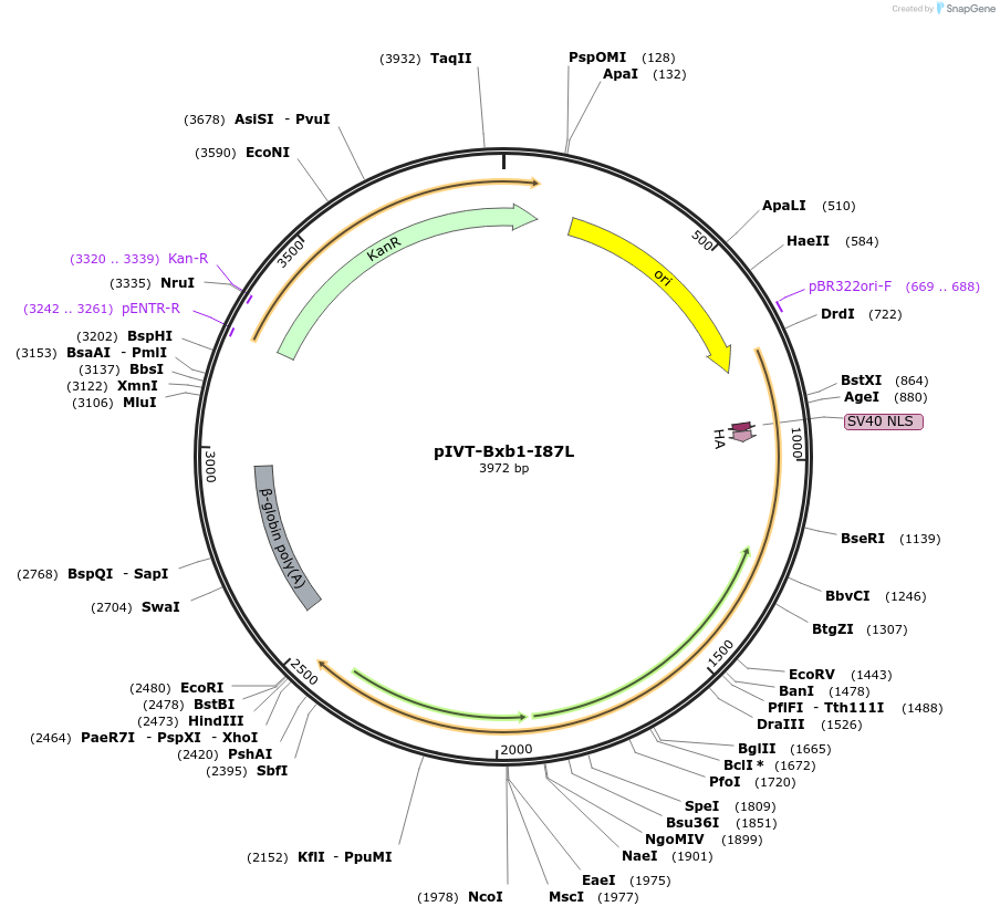232749-plasmid-map-sequence-id-465504