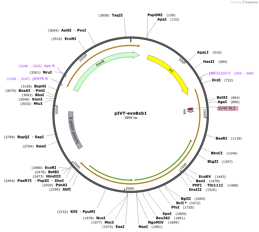 232747-plasmid-map-sequence-id-465506