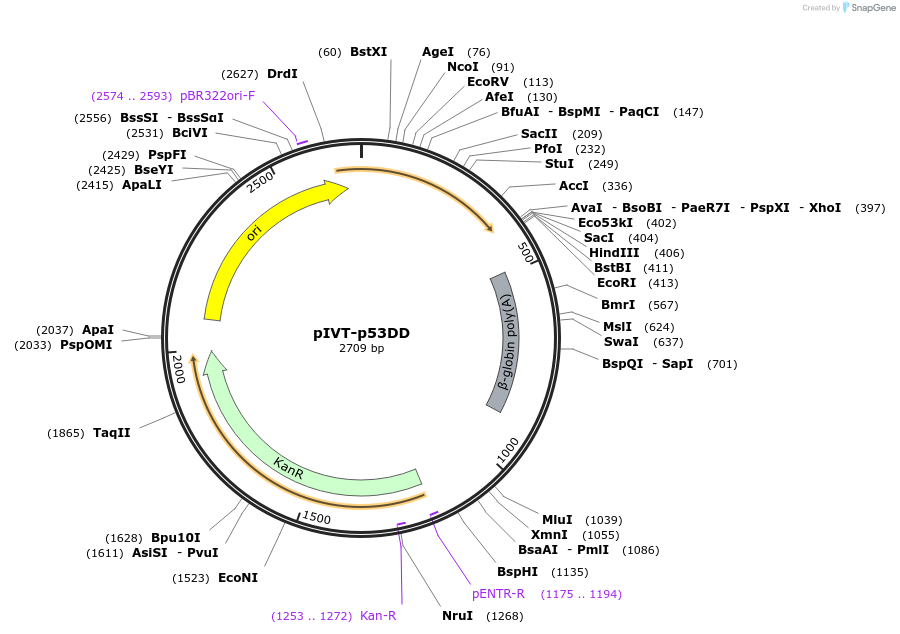 232751-plasmid-map-sequence-id-465508