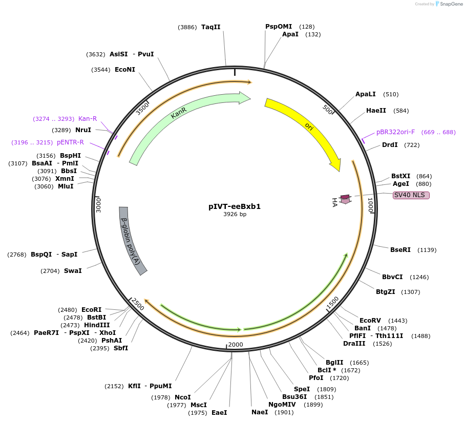 232748-plasmid-map-sequence-id-465510