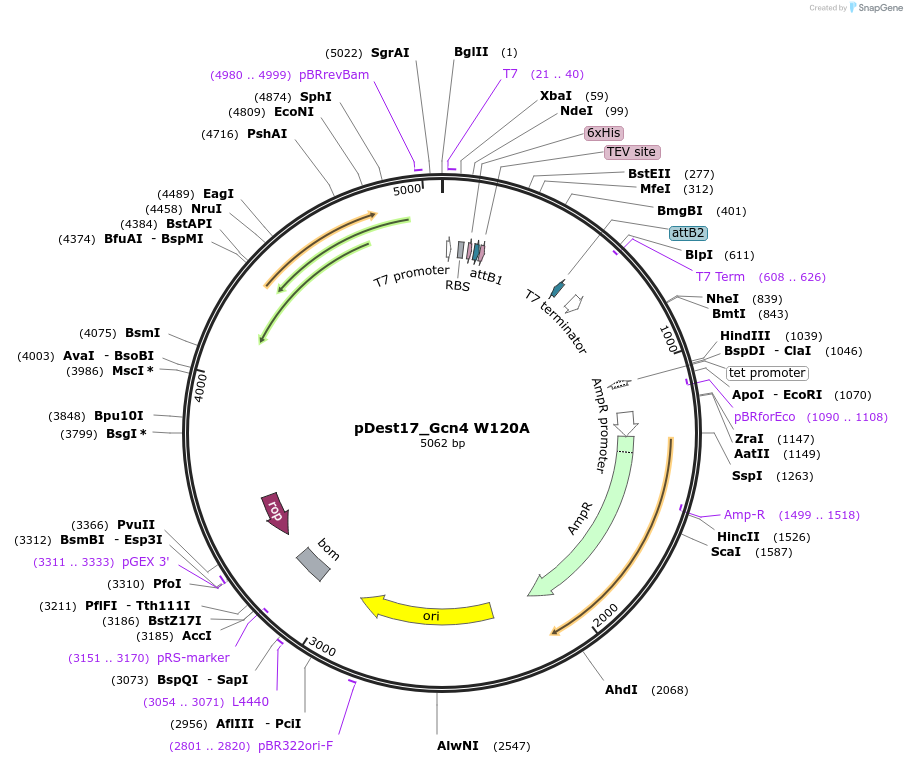 231862-plasmid-map-sequence-id-465526