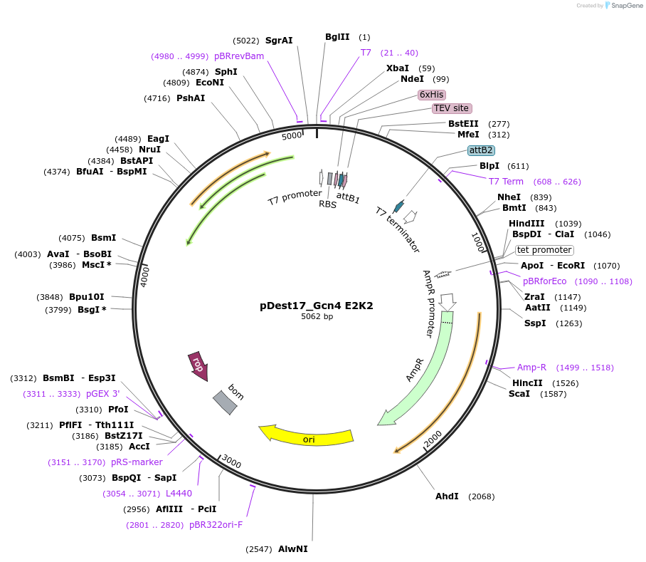 231868-plasmid-map-sequence-id-465531