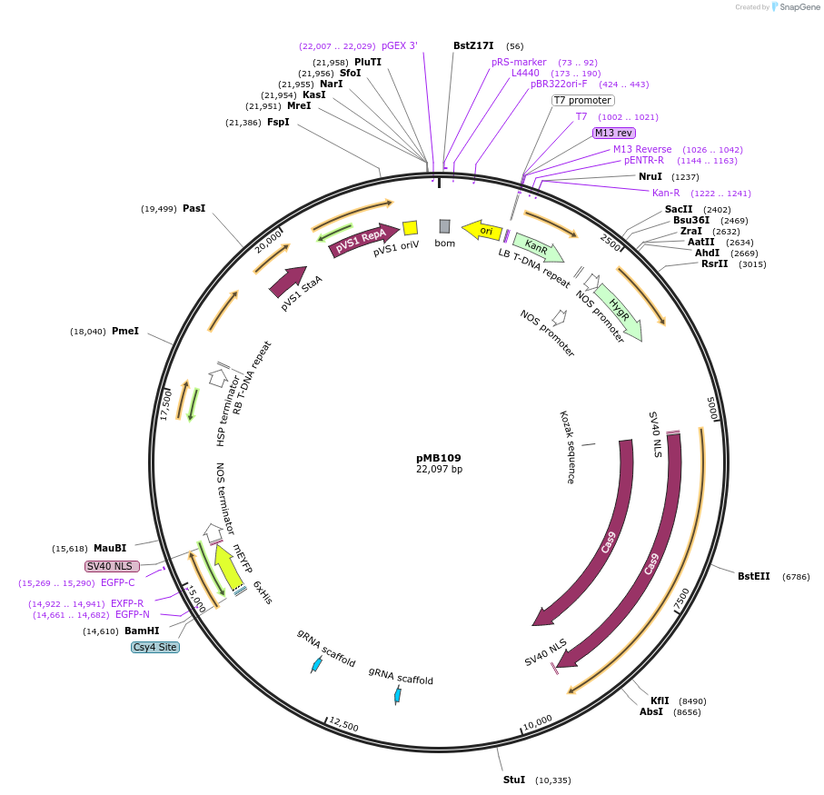 223017-plasmid-map-sequence-id-465544