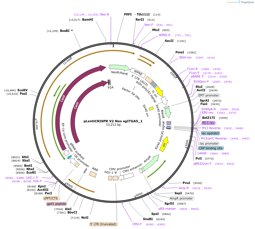 233251-plasmid-map-sequence-id-465545