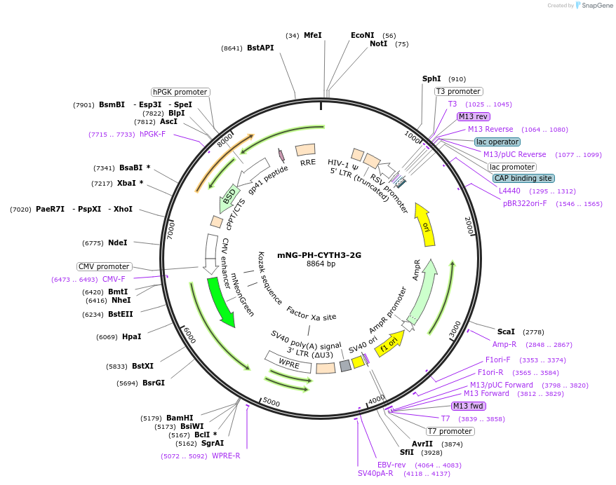 233261-plasmid-map-sequence-id-465546