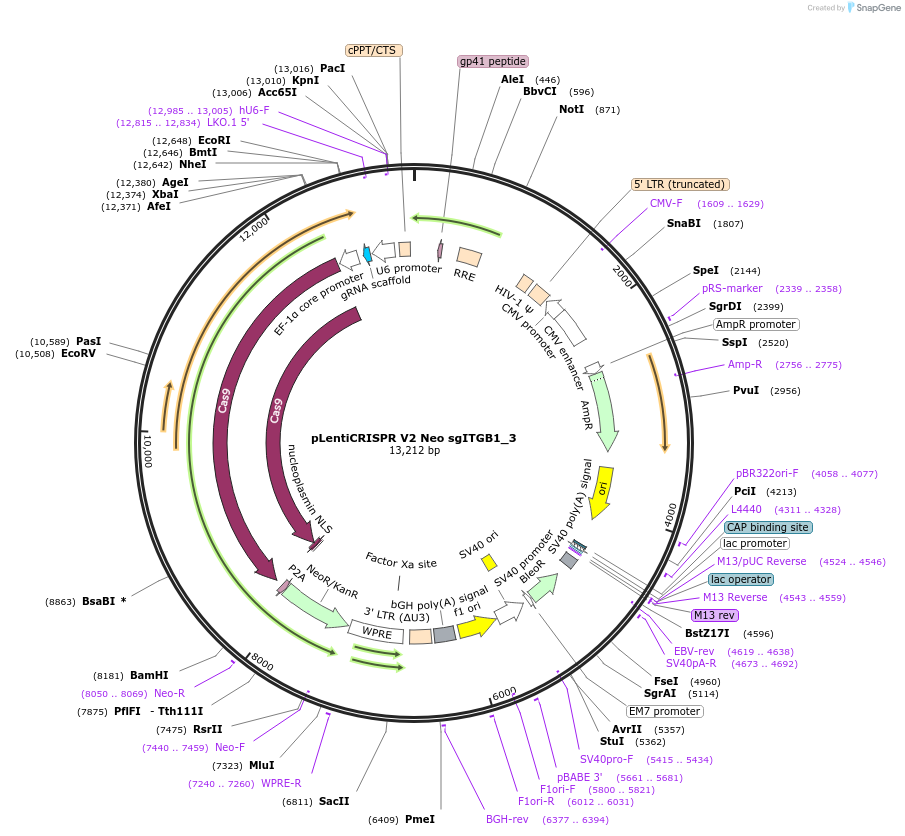 233250-plasmid-map-sequence-id-465548