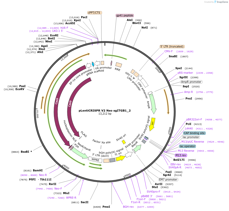 233249-plasmid-map-sequence-id-465549