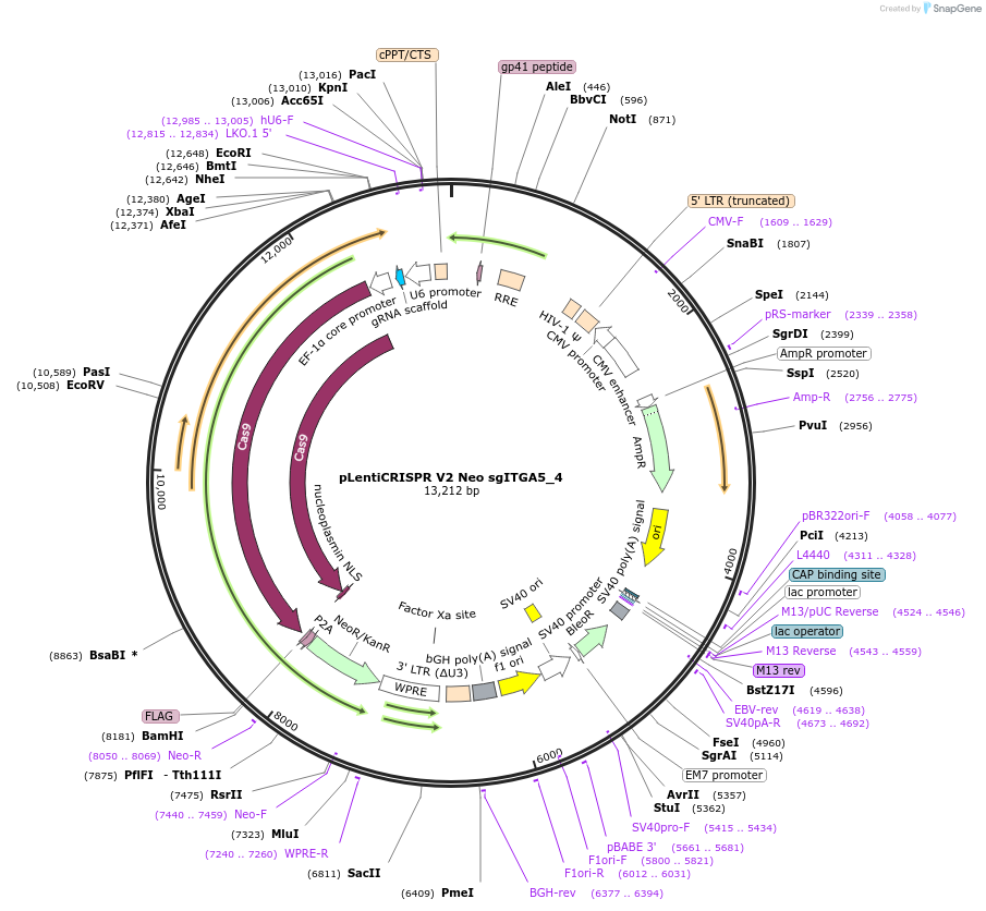 233252-plasmid-map-sequence-id-465550