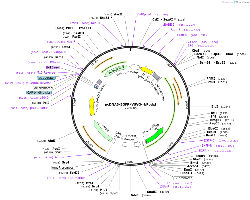 233260-plasmid-map-sequence-id-465551