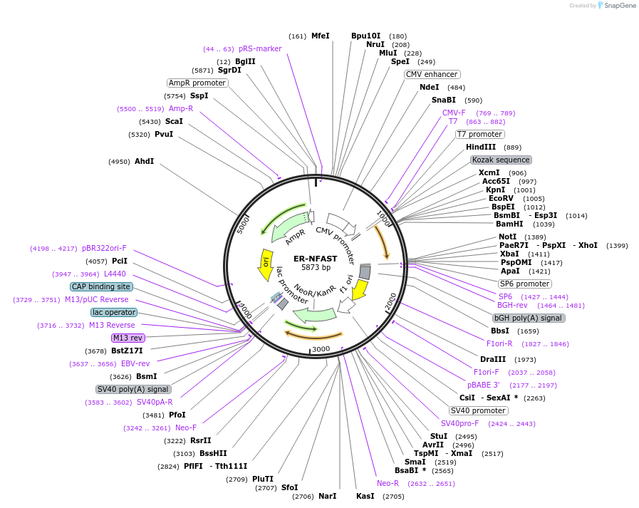 233596-plasmid-map-sequence-id-465589