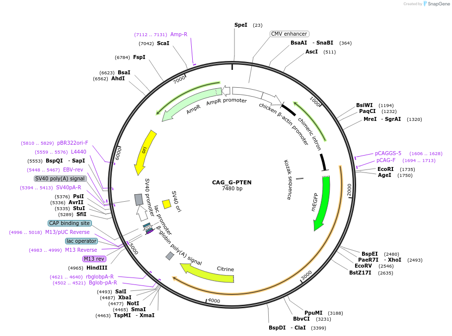 227436-plasmid-map-sequence-id-465590