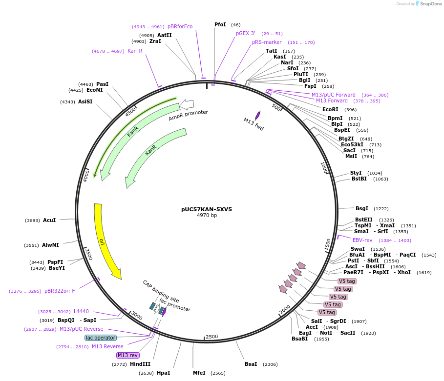 233105-plasmid-map-sequence-id-465608