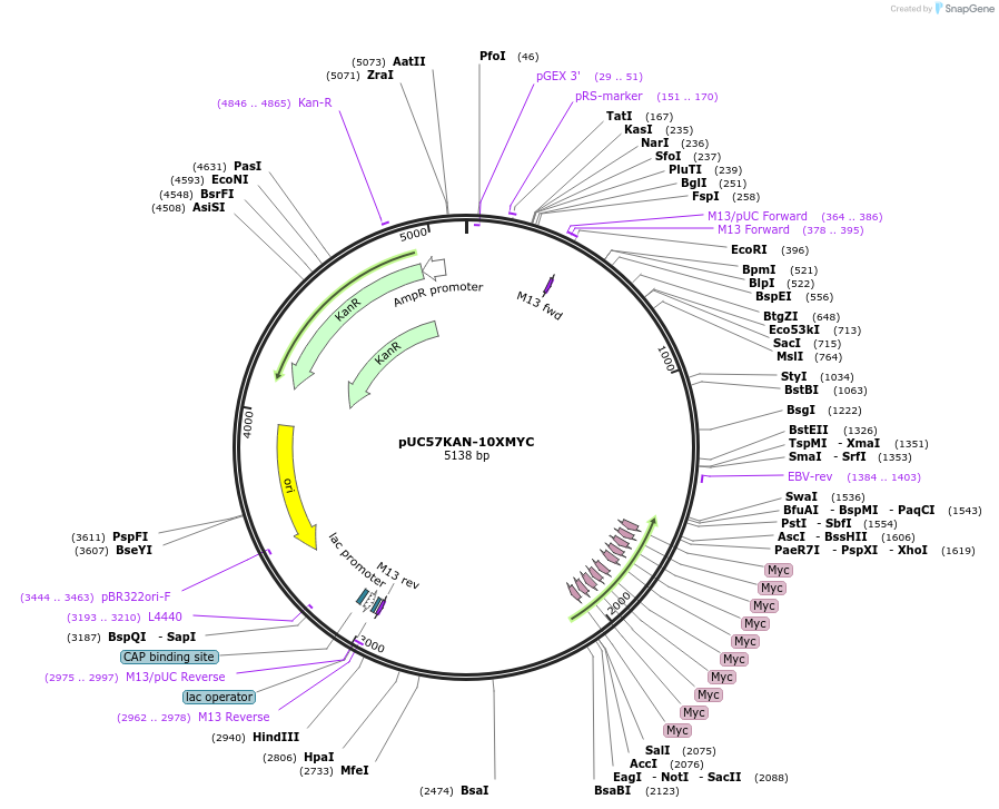 233109-plasmid-map-sequence-id-465611