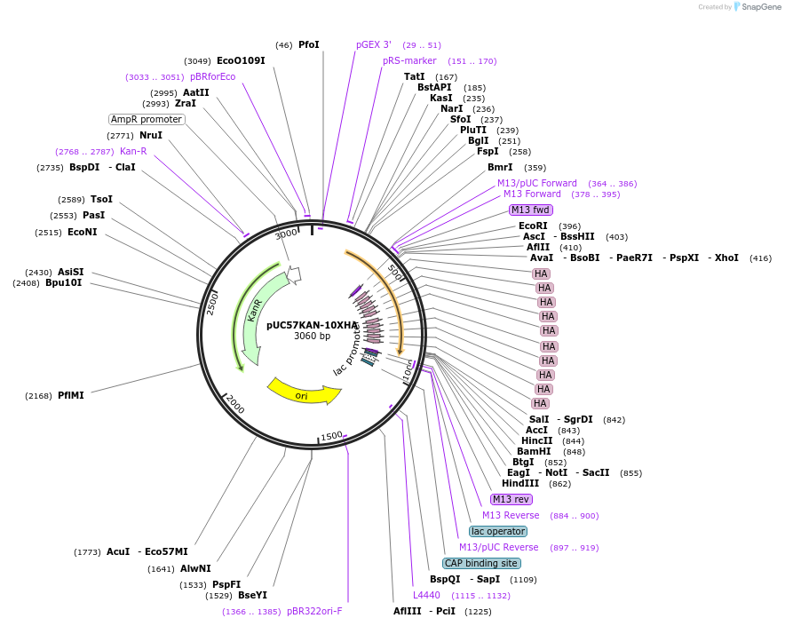 233108-plasmid-map-sequence-id-465614