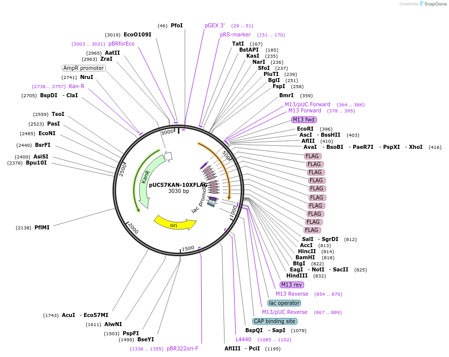 233107-plasmid-map-sequence-id-465628