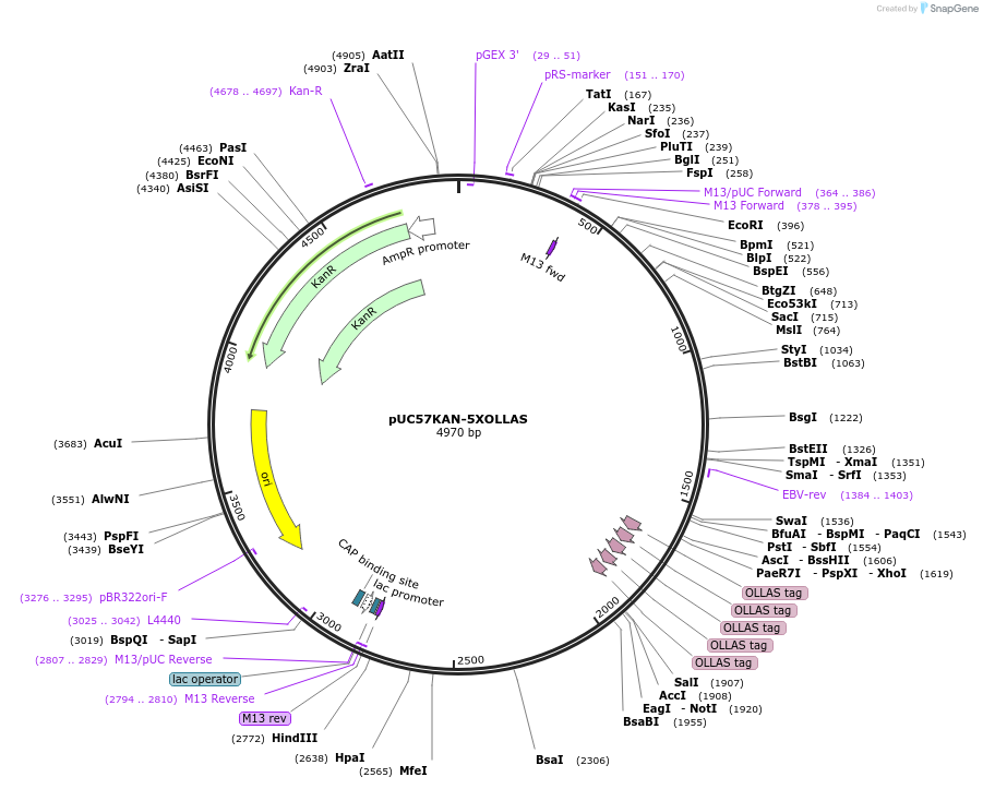 233104-plasmid-map-sequence-id-465629