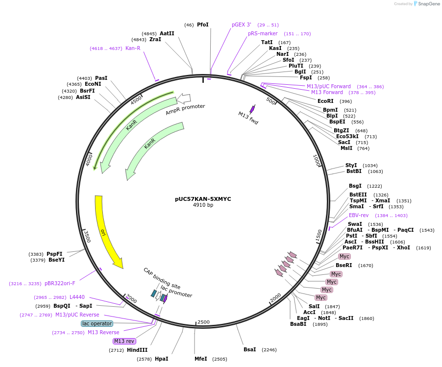233103-plasmid-map-sequence-id-465630