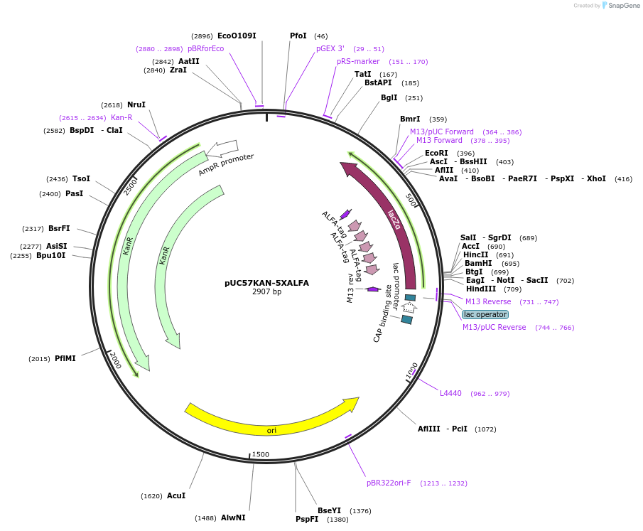233100-plasmid-map-sequence-id-465631