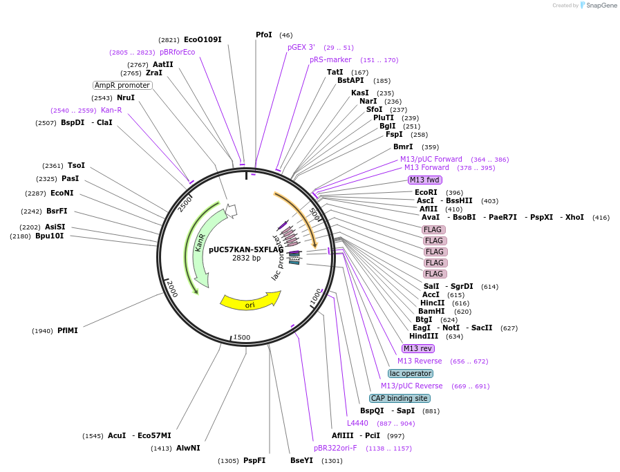 233101-plasmid-map-sequence-id-465632