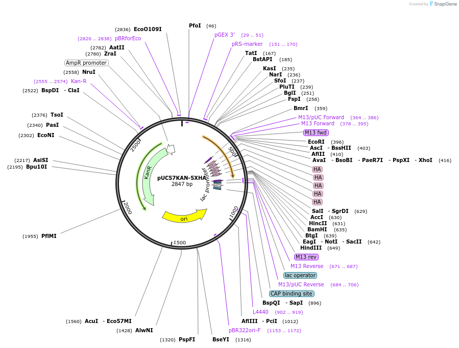 233102-plasmid-map-sequence-id-465634