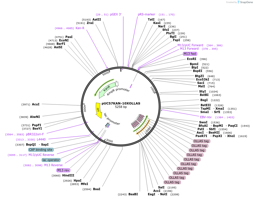 233110-plasmid-map-sequence-id-465659