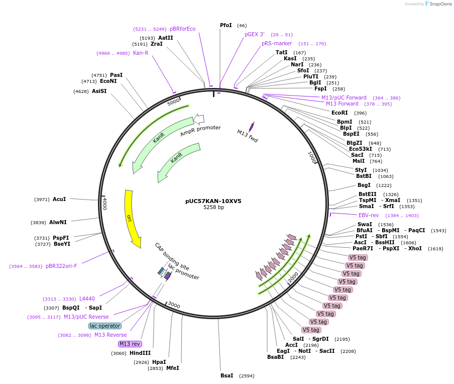 233111-plasmid-map-sequence-id-465661