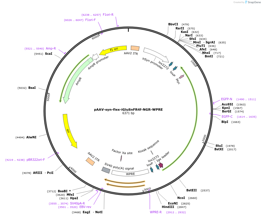 234442-plasmid-map-sequence-id-465693