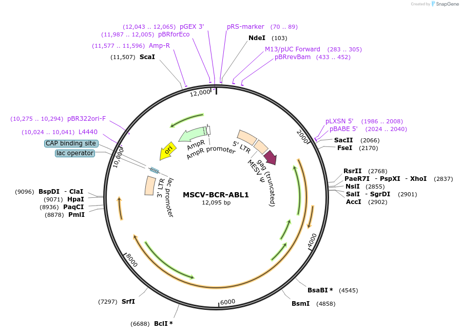 232952-plasmid-map-sequence-id-465700