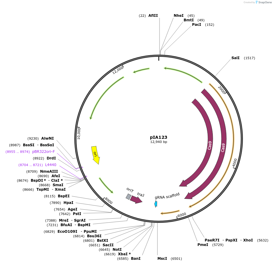234038-plasmid-map-sequence-id-465702