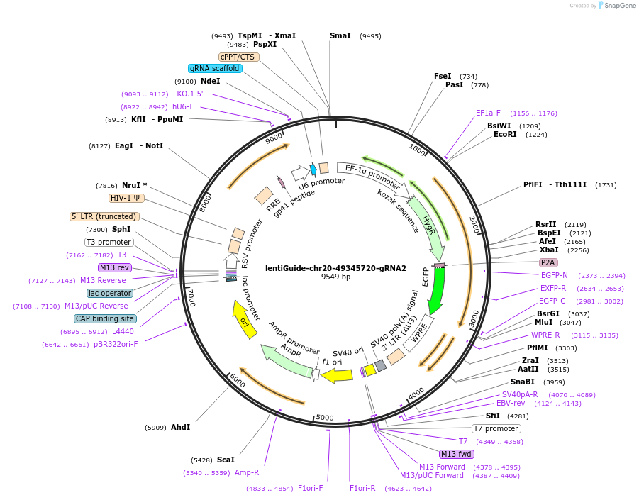 232624-plasmid-map-sequence-id-465707