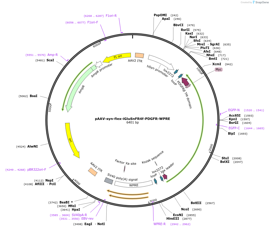 234440-plasmid-map-sequence-id-465720