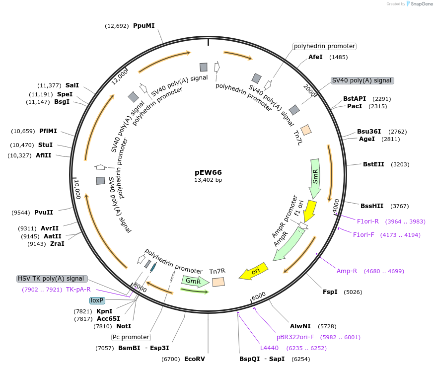 232794-plasmid-map-sequence-id-465725