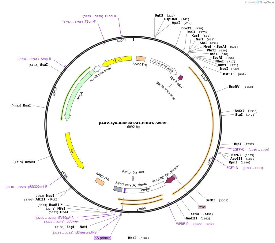 234435-plasmid-map-sequence-id-465726