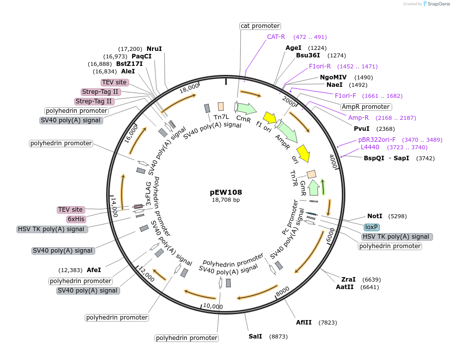 232823-plasmid-map-sequence-id-465728