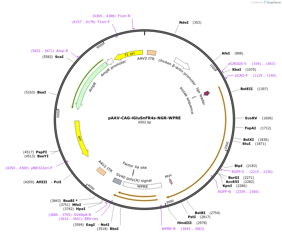 234451-plasmid-map-sequence-id-465732