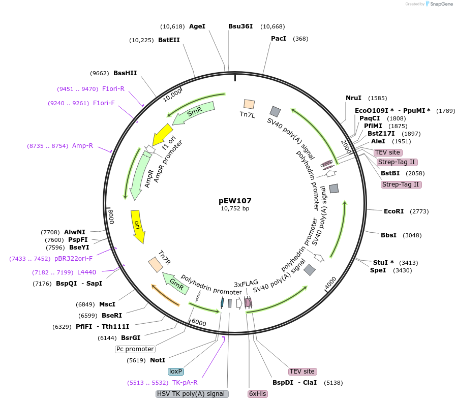 232796-plasmid-map-sequence-id-465733