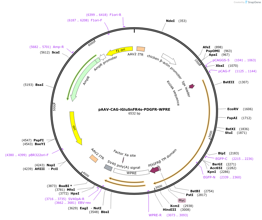 234449-plasmid-map-sequence-id-465741