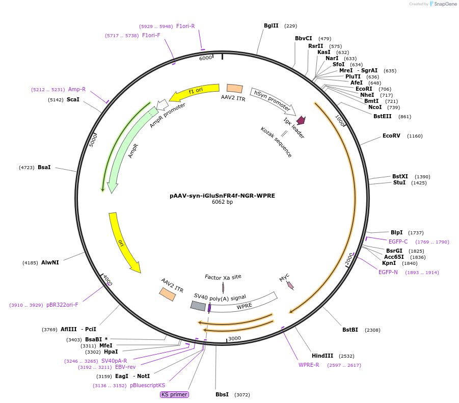 234438-plasmid-map-sequence-id-465745